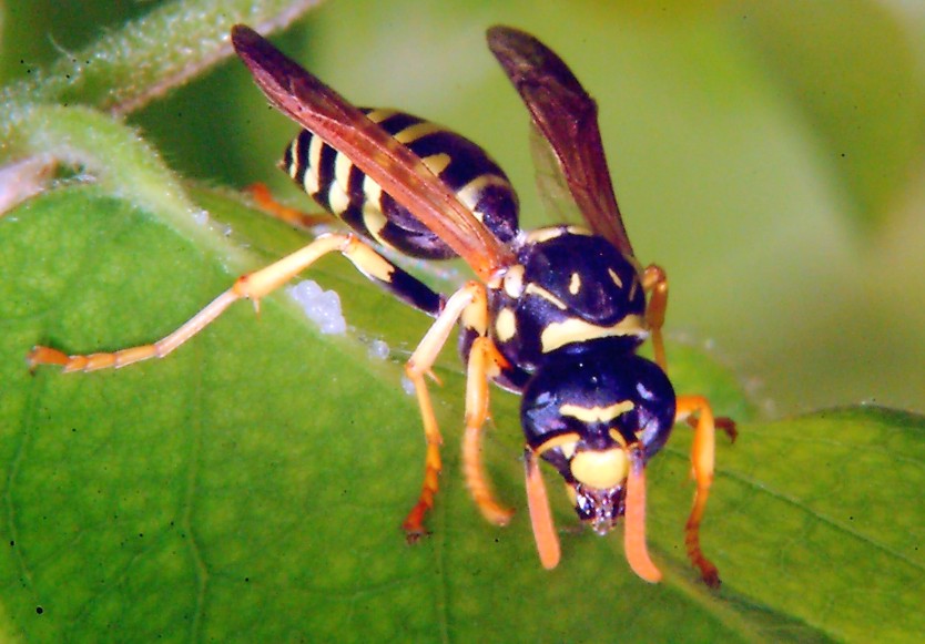 Polistes gallicus